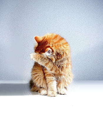 Charming ginger cat with fluffy fur sits indoors, playfully covering its face with a paw for a cute moment. HD phone wallpaper
