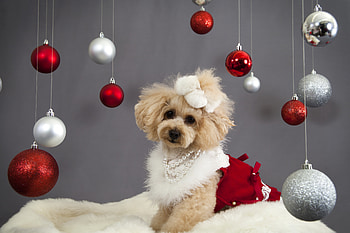 Animals, Dog, Muzzle, Holiday, New Year Decoration, New Year's Decorations HD wallpaper