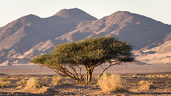 Medina excursion, Prophet Mohammed's resting place, Sacred location, Spiritual journey HD wallpaper