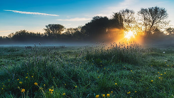 Sunrise in the meadow. Bedfordshire, UK, morning, England, mist, clouds, trees, flowers, sky HD wallpaper