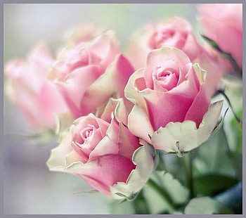 Thank you roses, green leaves, roses, pink and white, dedication, flowers HD wallpaper