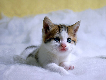 Cute Cat, cool, cute, cat HD wallpaper