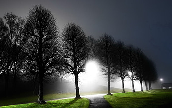 Alley, Nature, Trees, Night, Shine, Light HD wallpaper