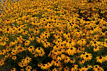 A Sea of Flowers, morning glory, yellow flowers, snap dragons, daisies HD wallpaper