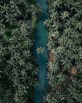 Nature, aerial view, palm trees, stream HD phone wallpaper