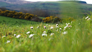 Flowers, Grass, Macro, Field HD wallpaper