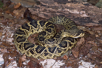 Eastern diamondback rattlesnake, Venomous serpent, Dangerous reptile, Wildlife creature HD wallpaper