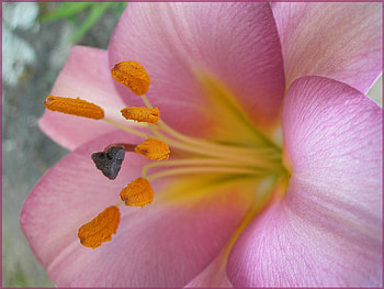 flower, nature, flowers HD wallpaper
