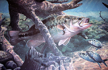 Largemouth Bass , Top HD wallpaper