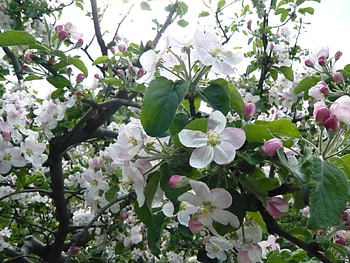 SPRING, nature, plants, flower HD wallpaper