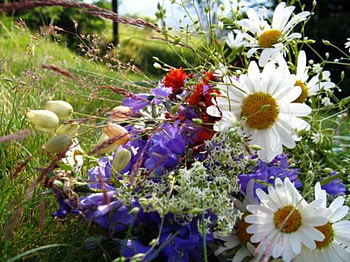 wild flowers, summer, nature, wild, nice HD wallpaper