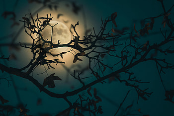 Night, Moon, Dark, Shine, Light, Branch HD wallpaper