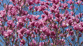Pink magnolia, Garden favorites, Blooming beauty, Gardeningetc HD wallpaper
