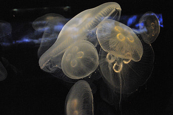 Nature, Jellyfish, Close-Up, Underwater World HD wallpaper