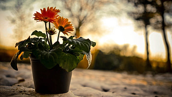 Flowers, Snow, Shadow, Slides, Gorki HD wallpaper