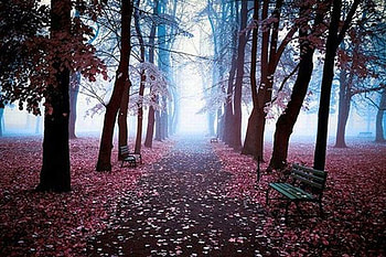 Benches-in-Leaves, benches, beautiful, , fallen-leaves HD wallpaper