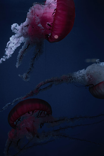 Animals, Jellyfish, Tentacles, Creatures, Under Water, Underwater HD phone wallpaper