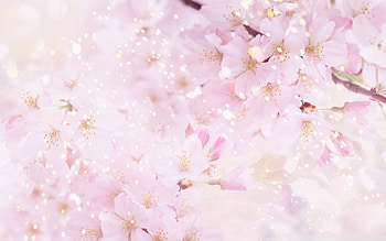 Magic blooming tree, sunshine, magic, sunlight, soft, spring, tree, pink, nature, flowers, forever HD wallpaper