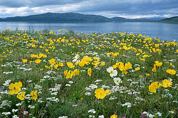 Field of Arctic Poppies, poppies, arctic, field, yellow HD wallpaper
