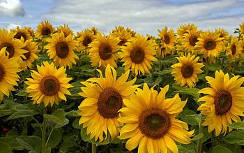 Sunflowers, flowers, plants, yellow HD wallpaper