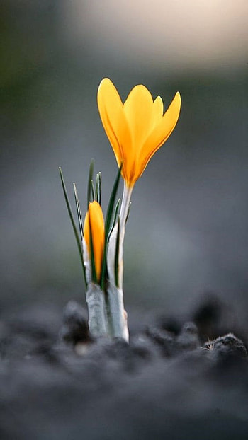 Spring, crocus HD phone wallpaper