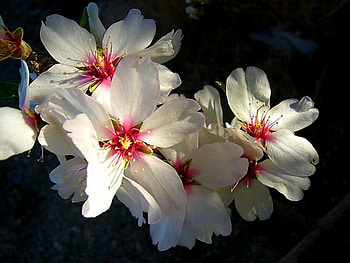 Almond blooms, branch, white, almond, blossoms, red HD wallpaper