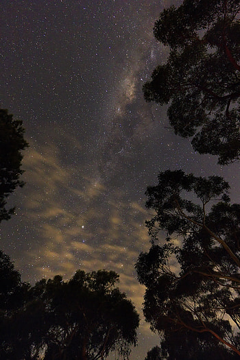 Nature, Trees, Stars, Starry Sky, Bottom View HD phone wallpaper