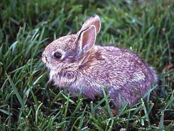 Little Rabbit, cute, , little, rabbit HD wallpaper