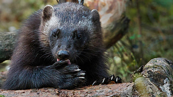 Wolverine gulo gulo, Natural sciences and technology, Wolverine animal, Animals wolverines HD wallpaper