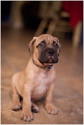 Bullmastiff puppy, Adorable bull mastiff, Playful puppies, Loving temperament HD phone wallpaper