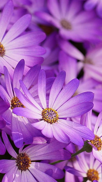 Purple Flowers, Flowers, Garden HD phone wallpaper