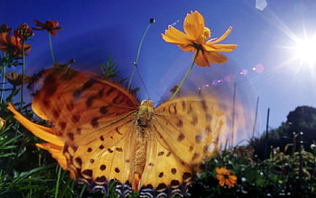 I HAD A DREAM LAST NIGHT..., butterflies, gardens, insects, flowers HD wallpaper