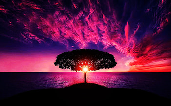 Amazing Sunset, sea, sky, sunset, sunrise, ocean, cloud, tree HD wallpaper