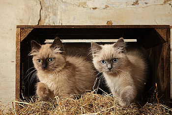 one two steps forward, brown, two kittens, box, grey, pretty, cats, little HD wallpaper