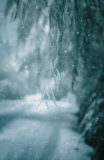 Winter, Snow, Plant, Macro, Branch HD phone wallpaper