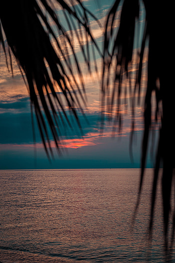 Nature, Sunset, Sea, Twilight, Palms, Branches, Dusk HD phone wallpaper