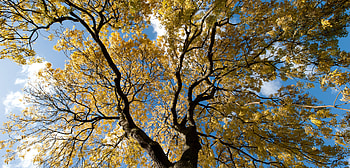 European ash, Fraxinus excelsior, Plant species, Botanical diversity HD wallpaper