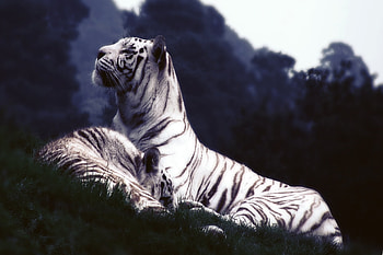 Animals, Grass, Tigers, Sleep, Dream HD wallpaper