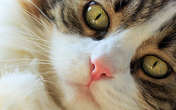 Kitten, pisica, animal, eyes, face, cute, cat HD wallpaper