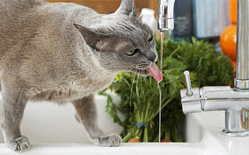 Cat, animal, water, green HD wallpaper