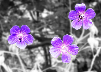 Purple Flowers, purple, flowers, abstract, tiny HD wallpaper