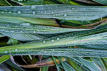 Grass, Leaves, Macro, Close-Up, Frost, Hoarfrost HD wallpaper