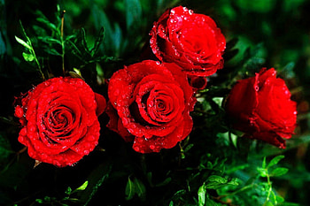 Red roses, red roese, roses, graphy, nature, flowers HD wallpaper
