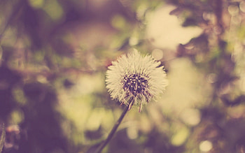 Grass, Macro, Dandelion, Fluff, Fuzz, Seeds, Seed HD wallpaper