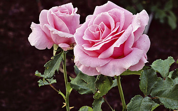 Plants, Flowers, Roses HD wallpaper
