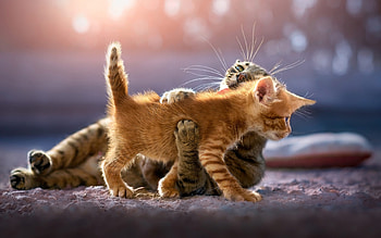 Cute kittens cat, Animal , resolution, High-definition ry HD wallpaper
