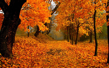Fall, alley, road, nature, Autumn, orange, forest, foliage HD wallpaper