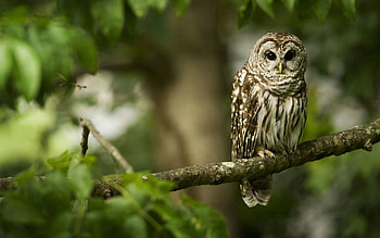 Animals, Owl, Bird, Sit, Branch, Predator, Color HD wallpaper