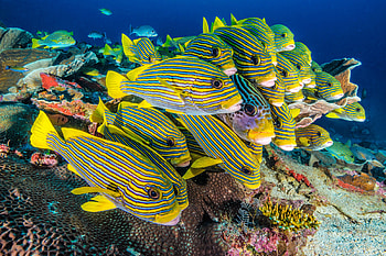 Fish All Lined Up, colorful, fish, ocean, animals HD wallpaper