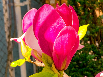 Floare de magnolie, mar, par, cais, prun HD wallpaper
